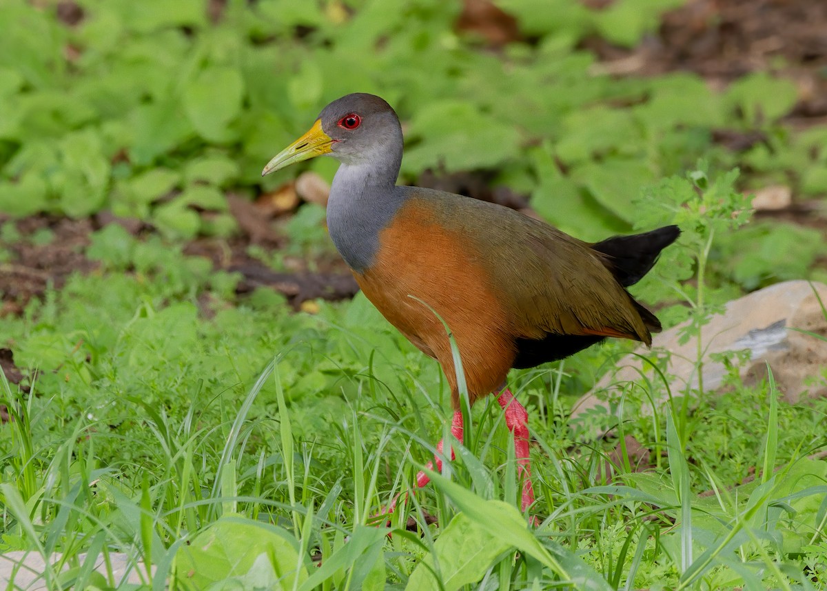Gray-cowled Wood-Rail - ML644588005