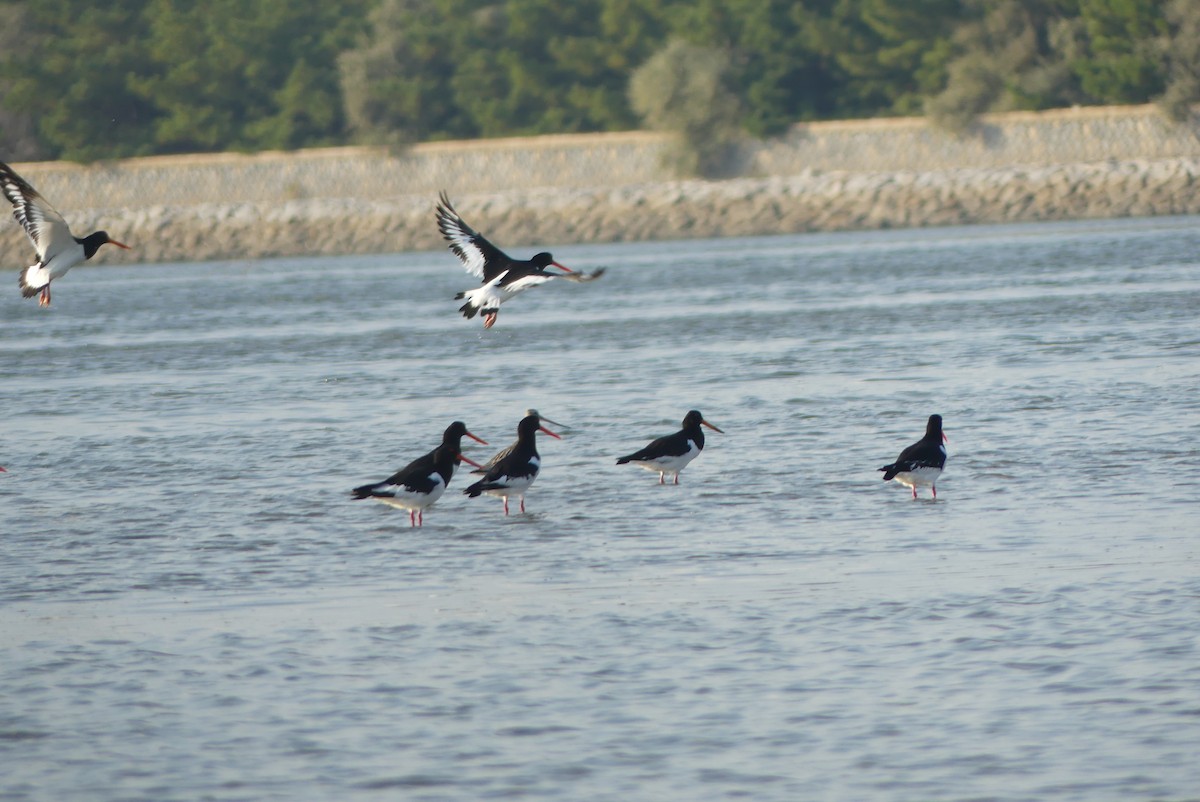 Eurasian Oystercatcher - ML644588006