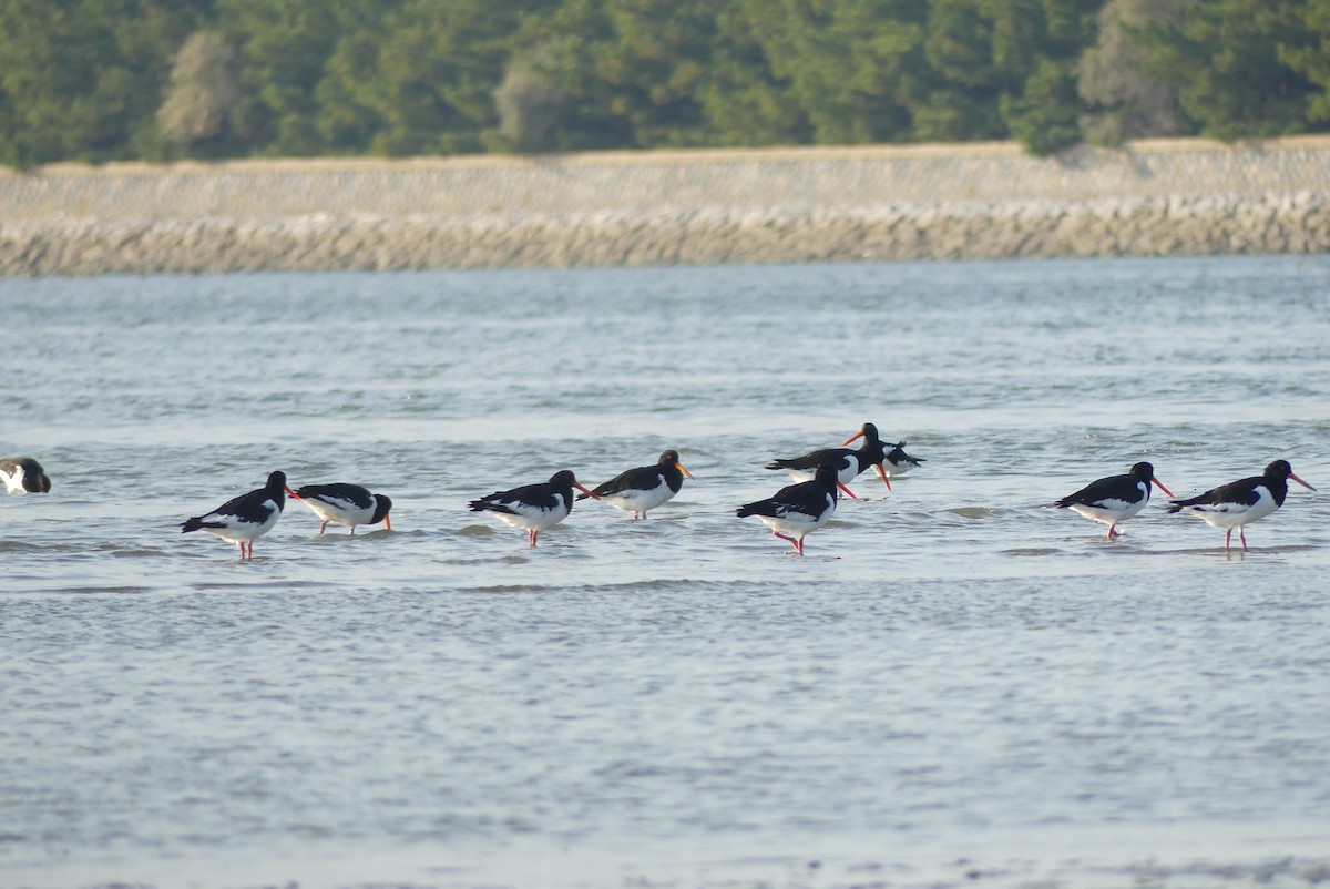 Eurasian Oystercatcher - ML644588007