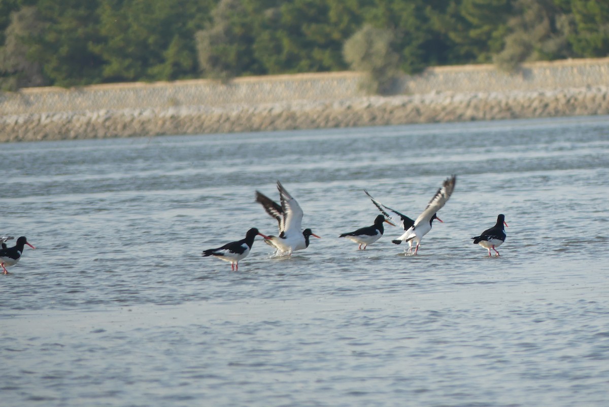 Eurasian Oystercatcher - ML644588008