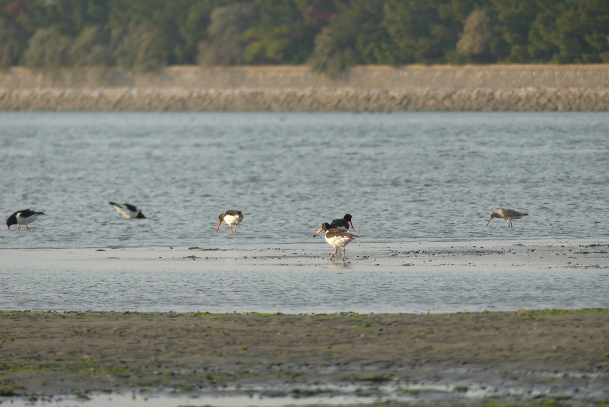 Eurasian Oystercatcher - ML644588009