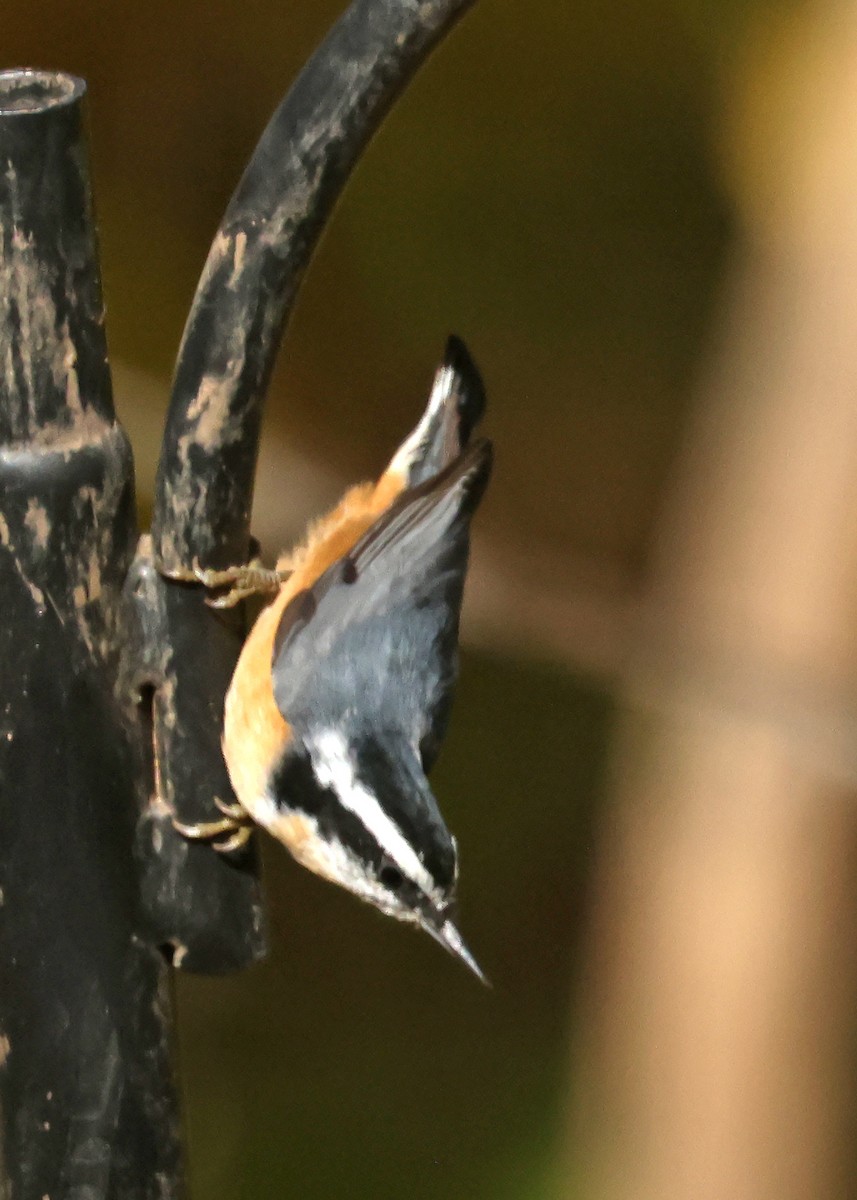 Red-breasted Nuthatch - ML644588013