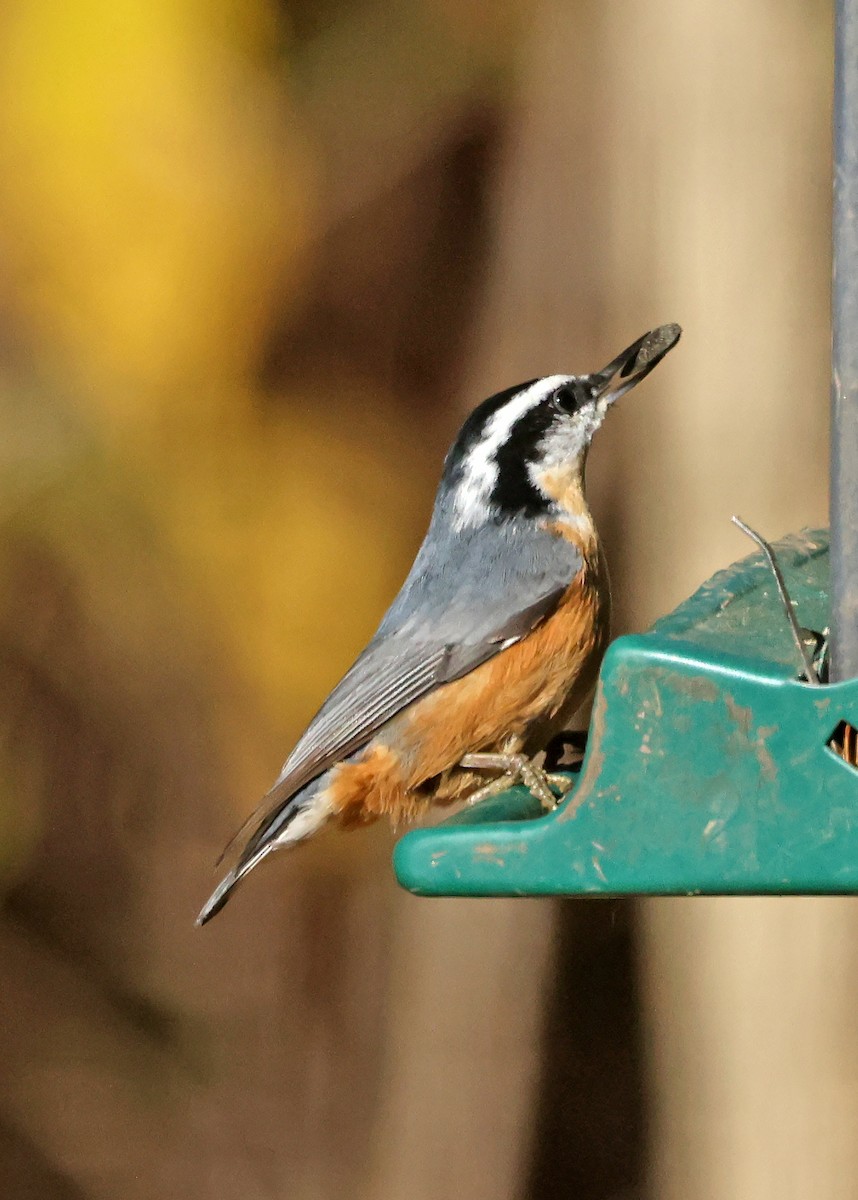 Red-breasted Nuthatch - ML644588014