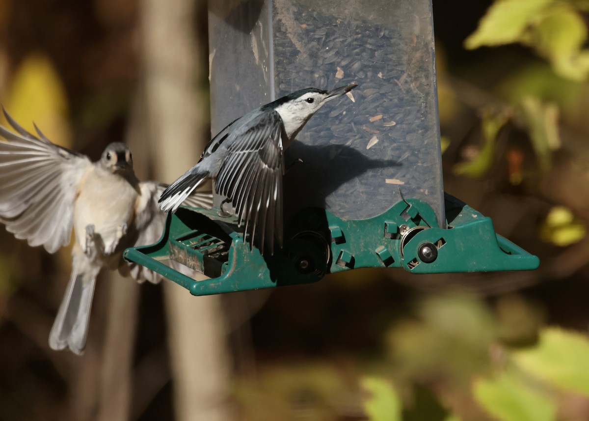 Sittelle à poitrine blanche - ML644588015
