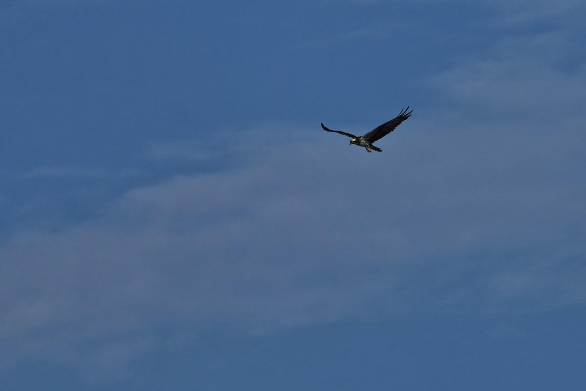 Скопа - ML644588017