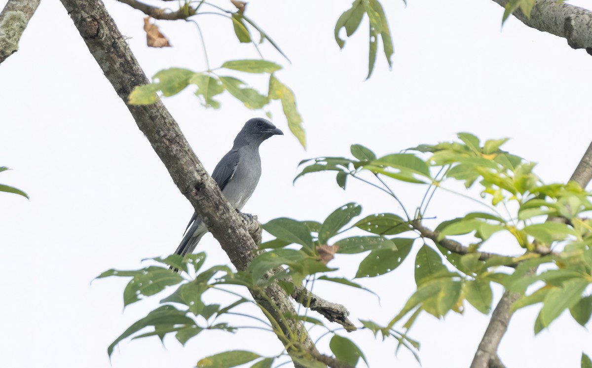 Oriental Cuckooshrike - ML644588021