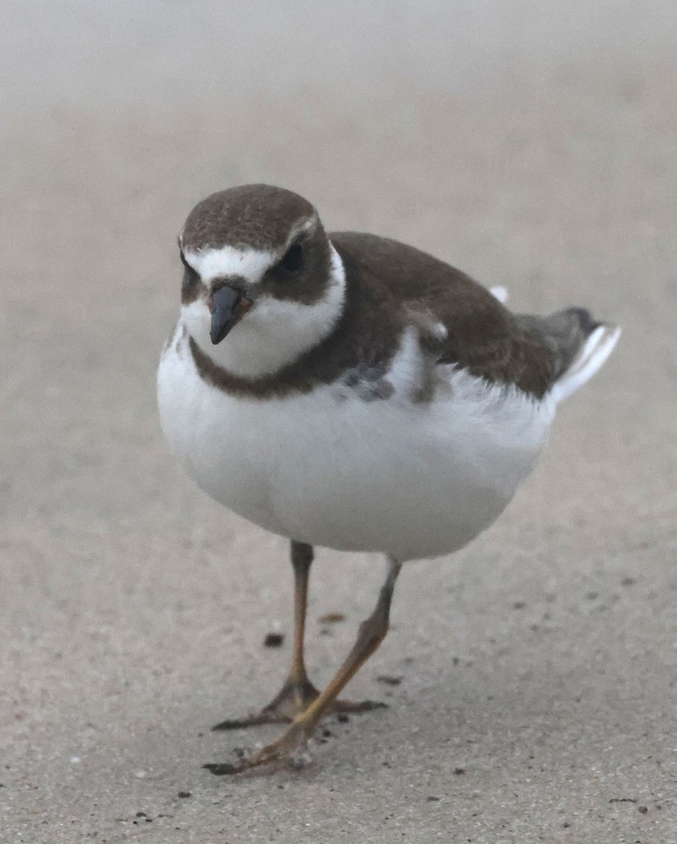 Chorlitejo Semipalmeado - ML644588022