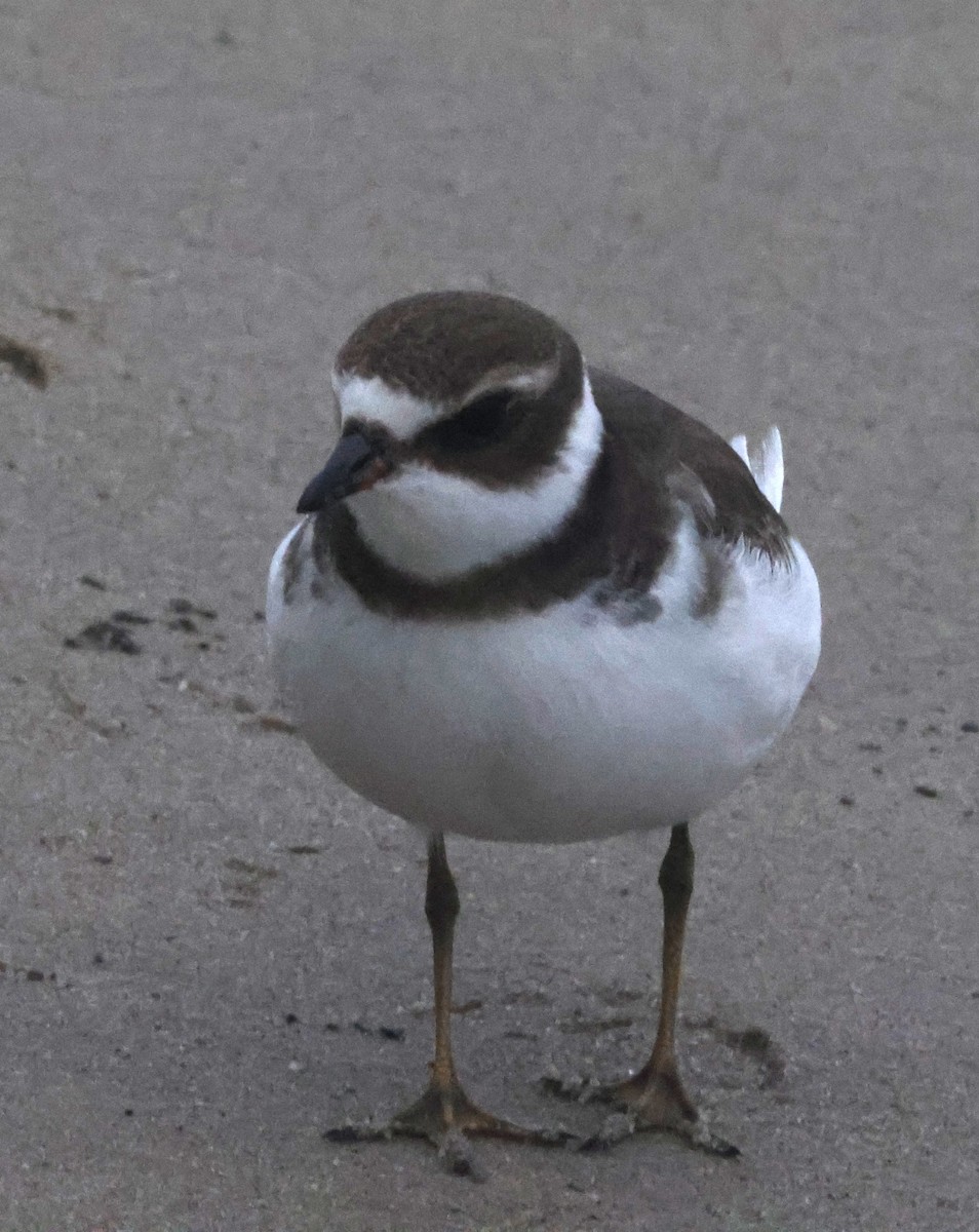 Chorlitejo Semipalmeado - ML644588023