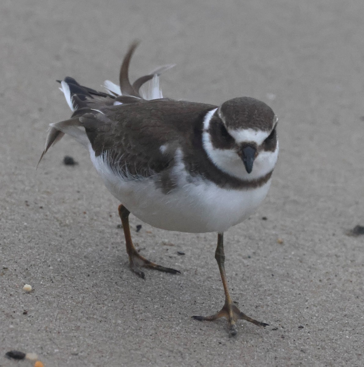 Chorlitejo Semipalmeado - ML644588024