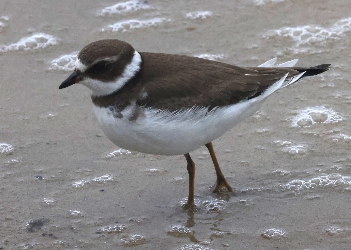 Chorlitejo Semipalmeado - ML644588025