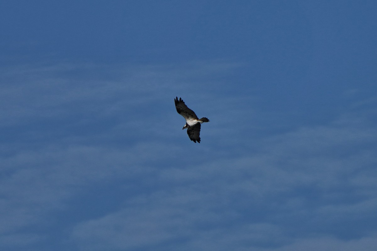 Osprey - ML644588026