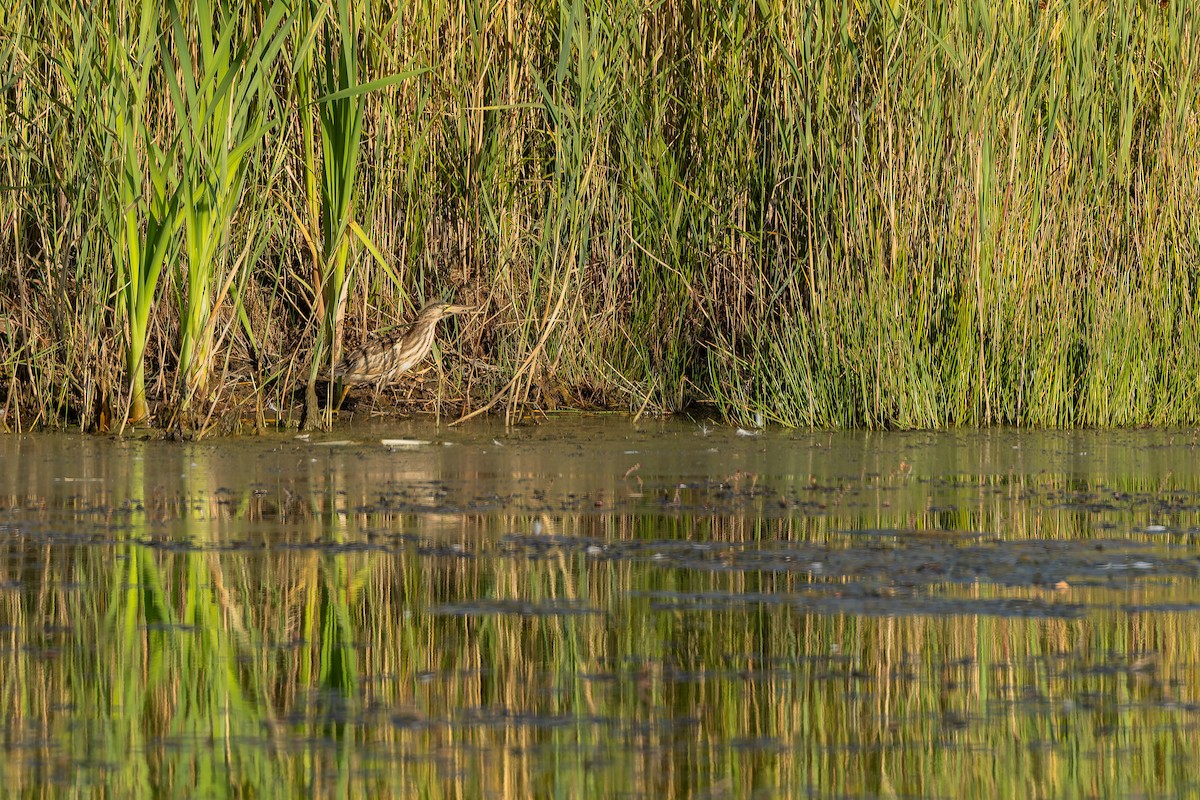 Little Bittern - ML644588027