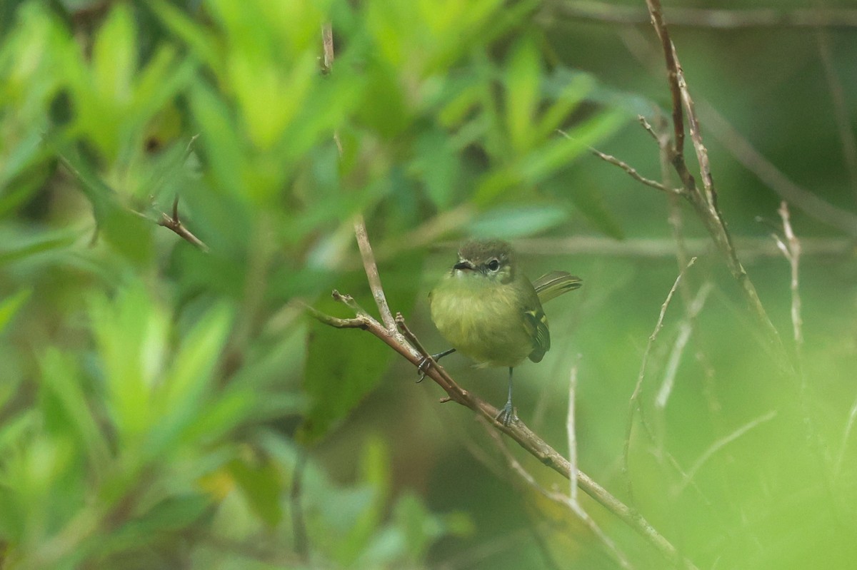 Mottle-cheeked Tyrannulet - ML644588028