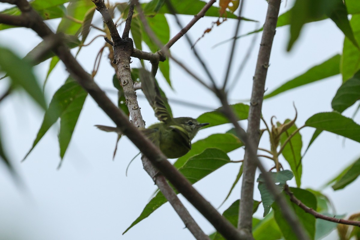 Mottle-cheeked Tyrannulet - ML644588029