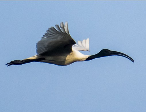 Black-headed Ibis - ML644588030