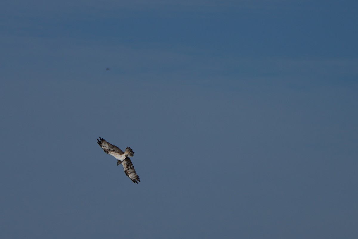 Osprey - ML644588031