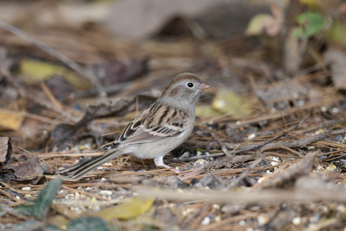 Field Sparrow - ML644588032