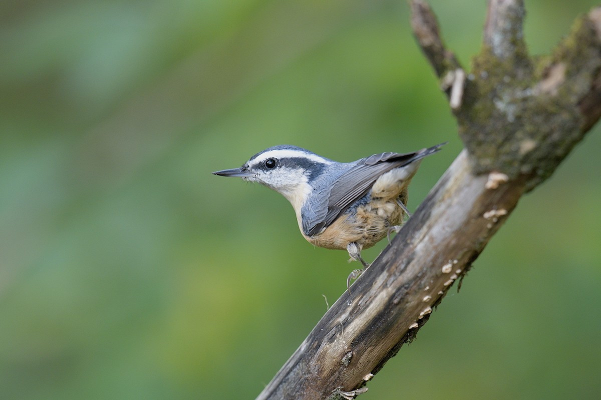 Red-breasted Nuthatch - ML644588033