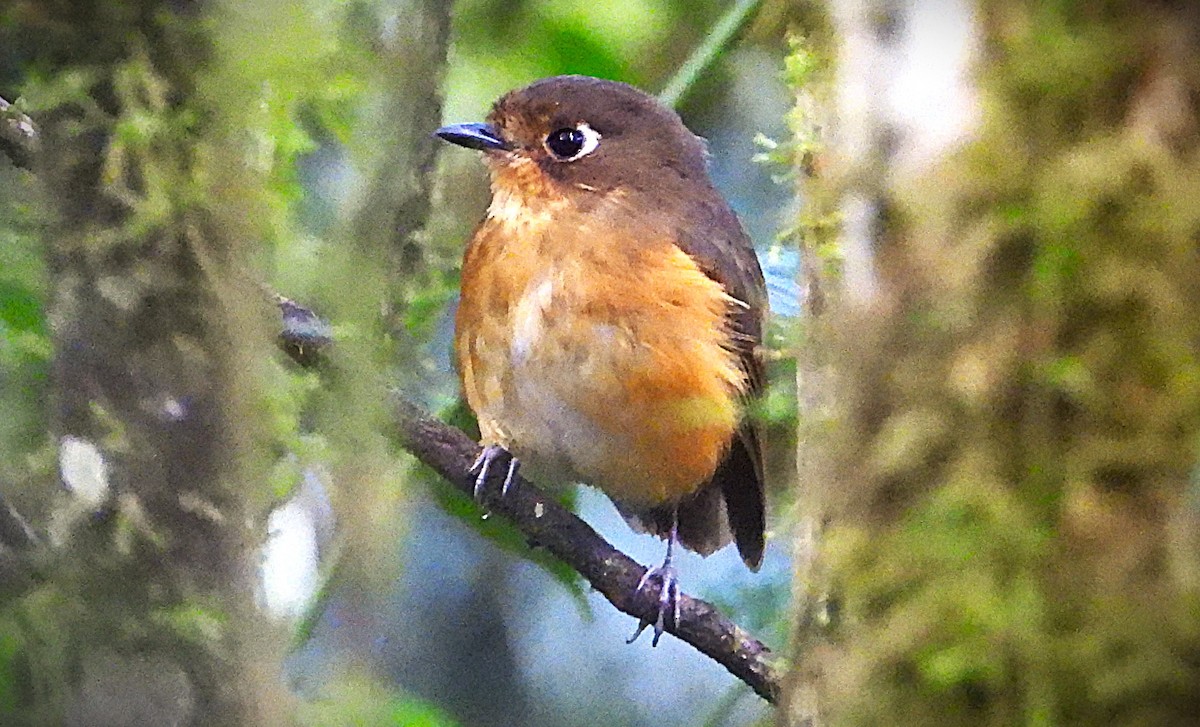 Leymebamba Antpitta - ML644588034