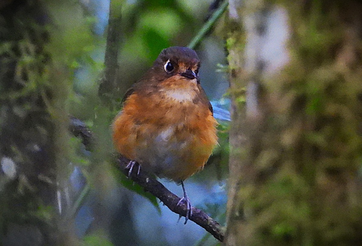 Leymebamba Antpitta - ML644588035