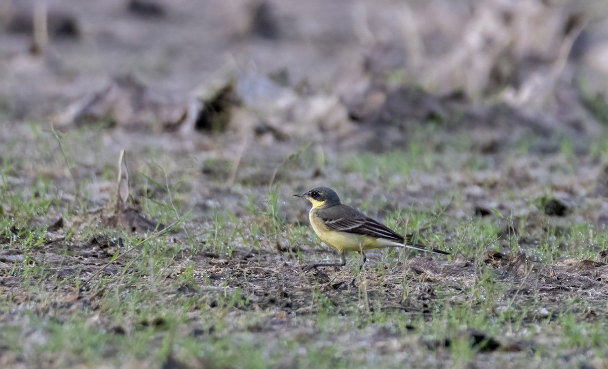 Eastern Yellow Wagtail - ML644588036