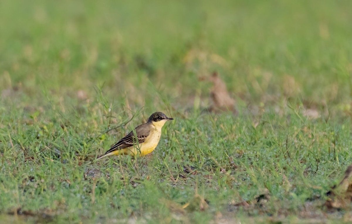 Eastern Yellow Wagtail - ML644588037