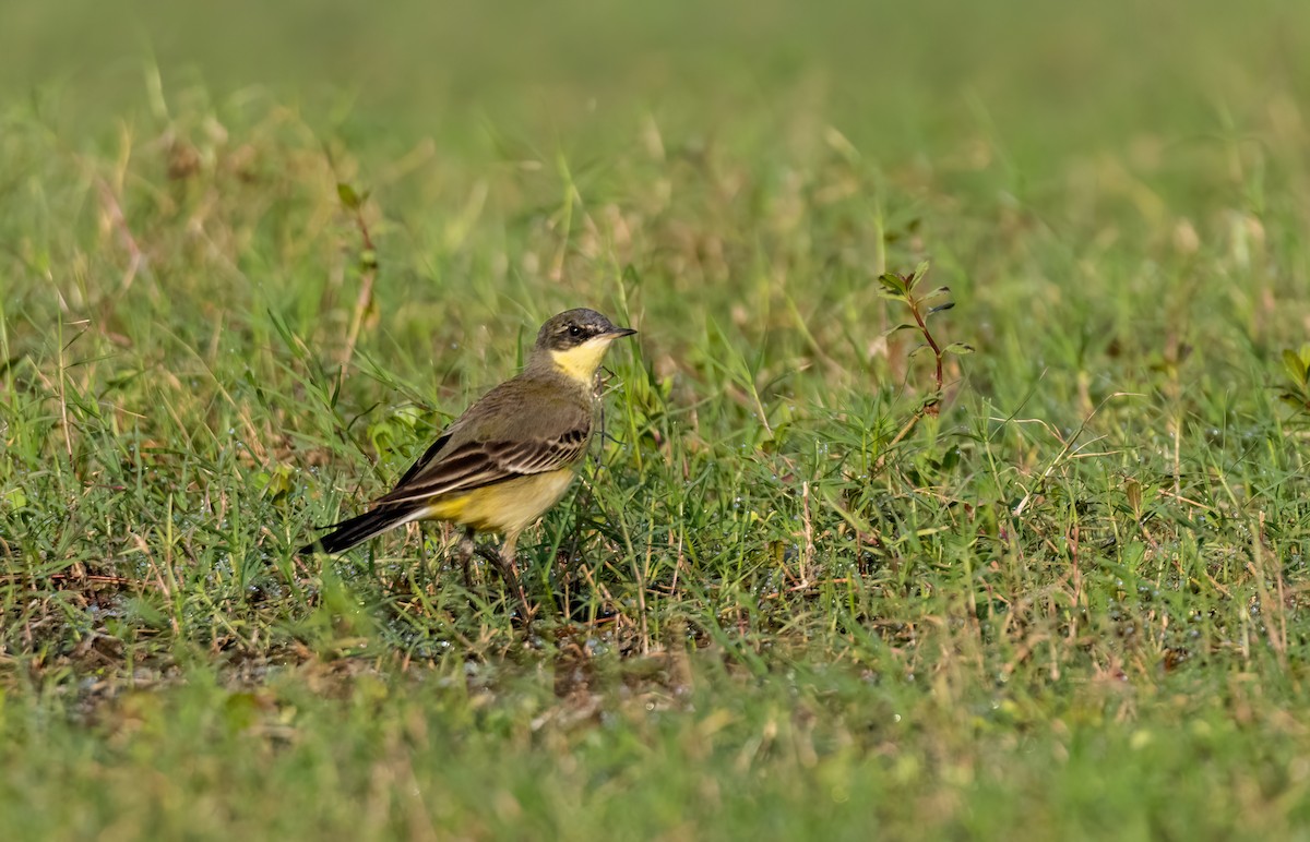Eastern Yellow Wagtail - ML644588038