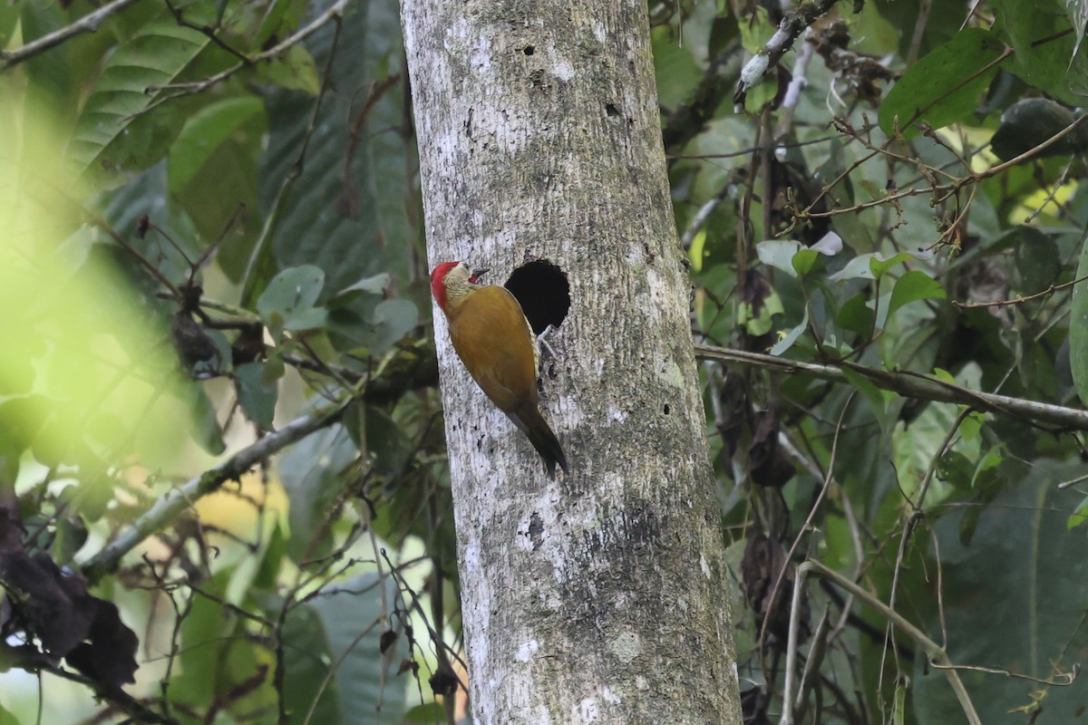 Golden-olive Woodpecker - ML644588039