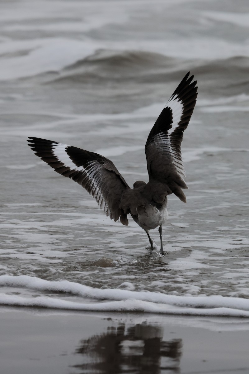 Willet - ML644588043
