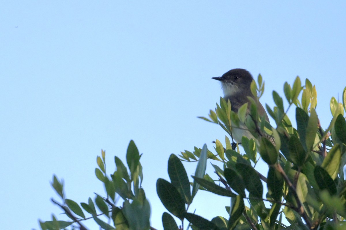 Eastern Phoebe - ML644588044