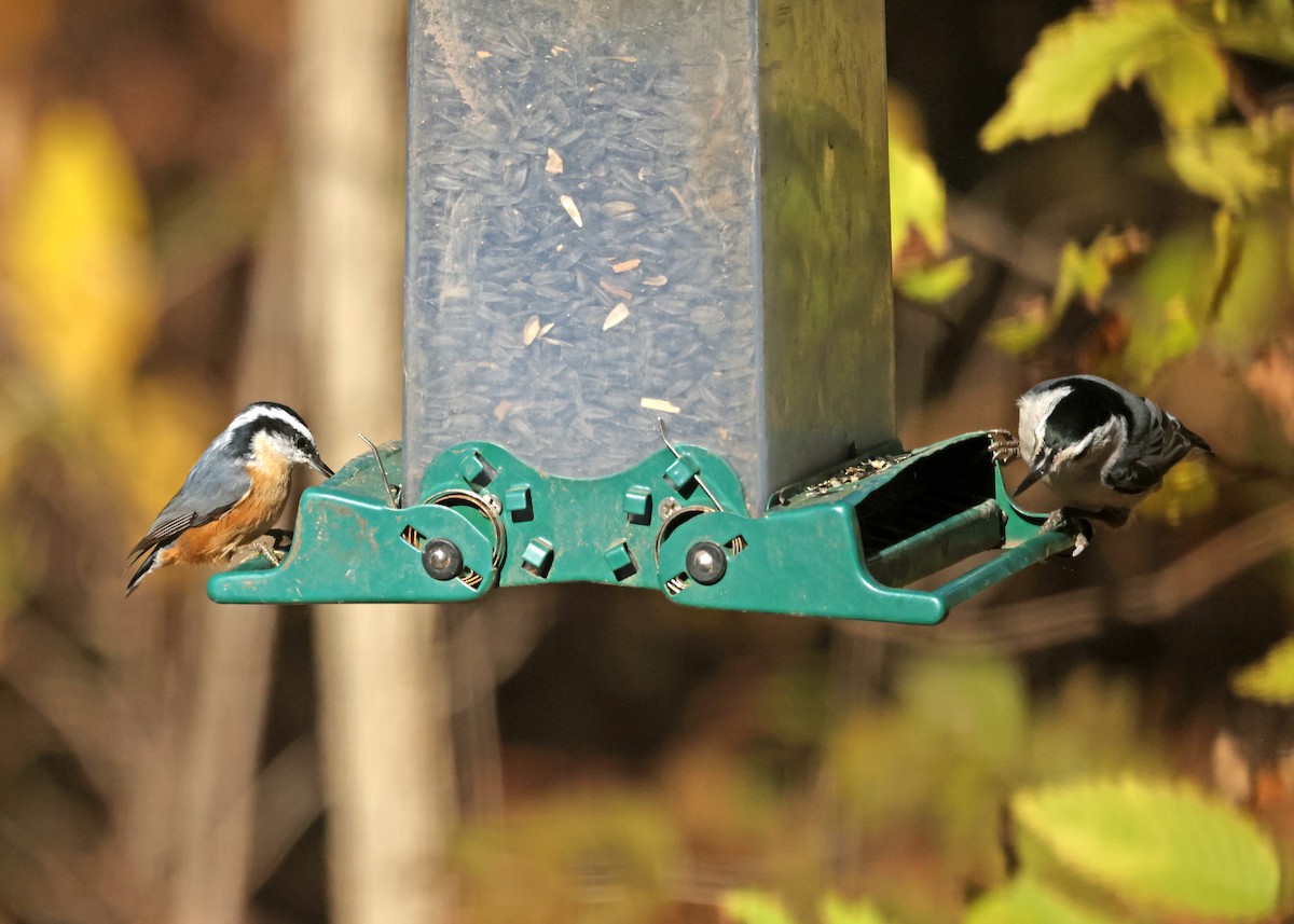 Red-breasted Nuthatch - ML644588045