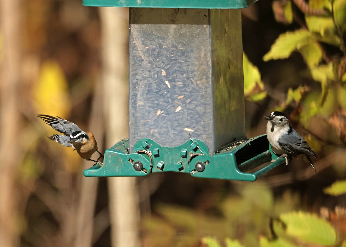 Red-breasted Nuthatch - ML644588046