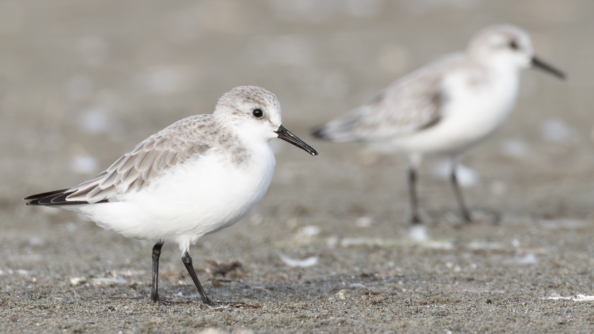 Sanderling - ML644588047
