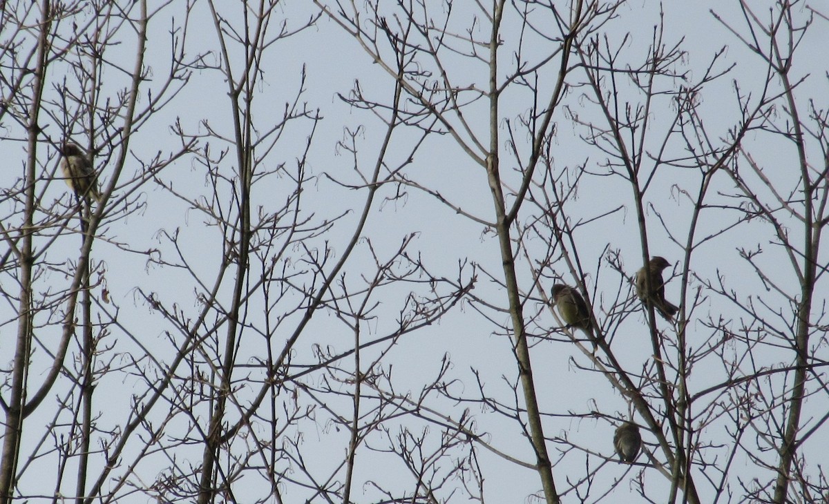 Cedar Waxwing - ML644588049