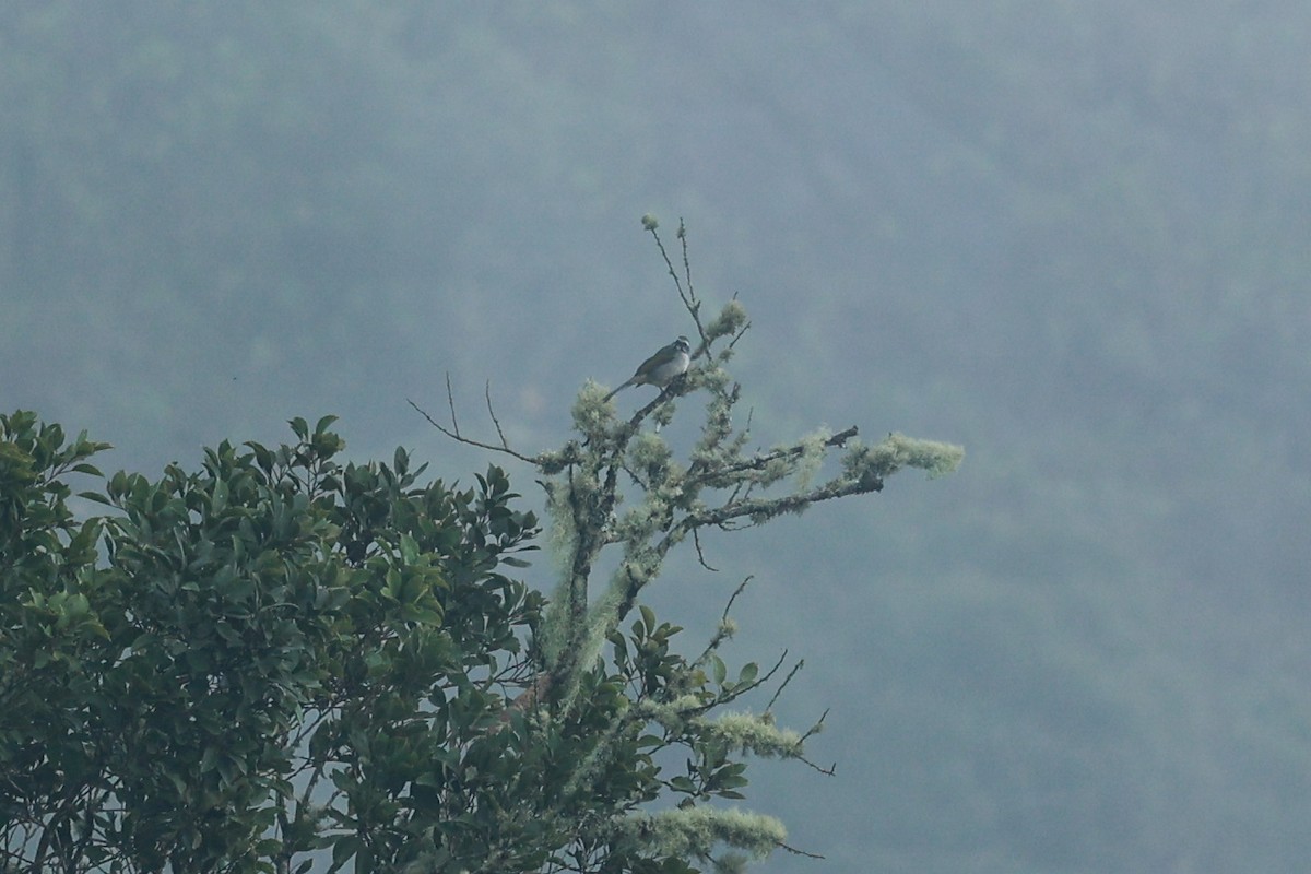 Green-winged Saltator - ML644588050