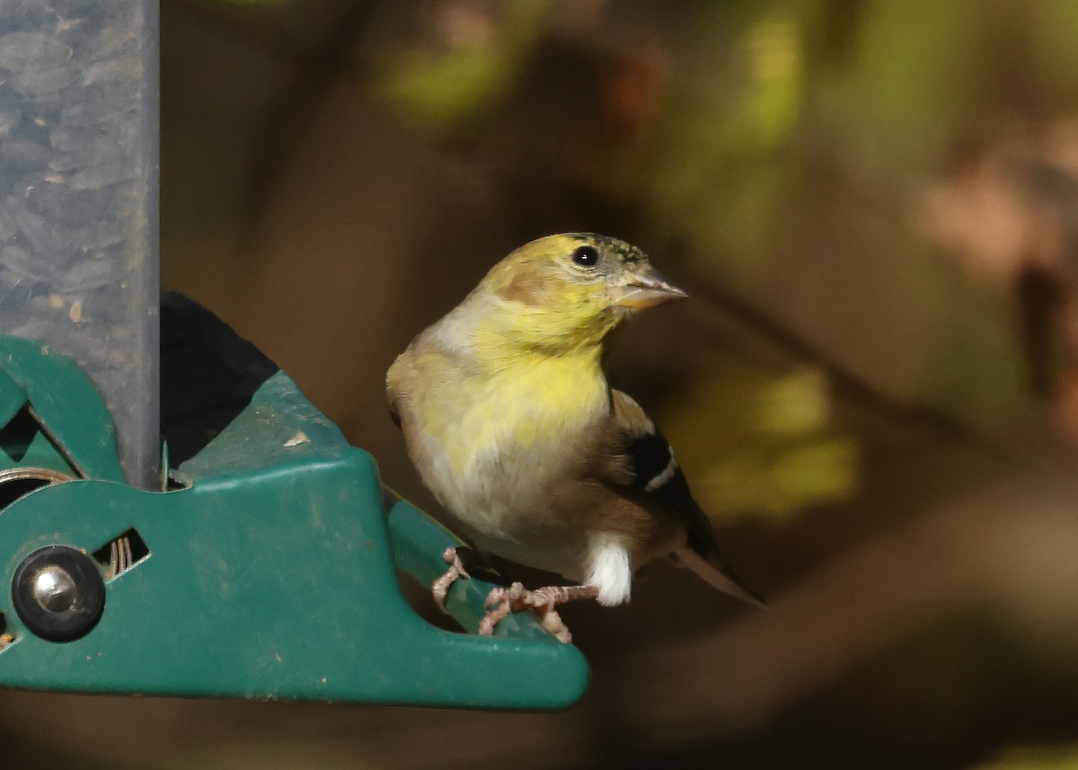 American Goldfinch - ML644588051