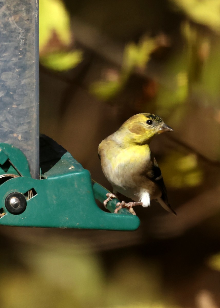 American Goldfinch - ML644588052