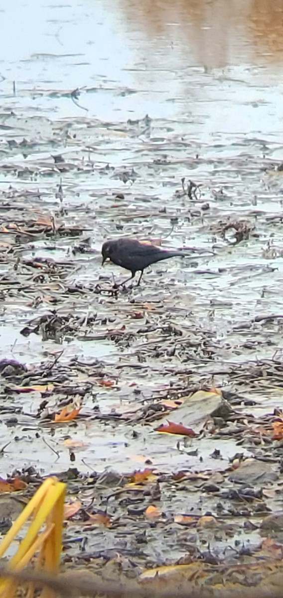 Rusty Blackbird - ML644588053