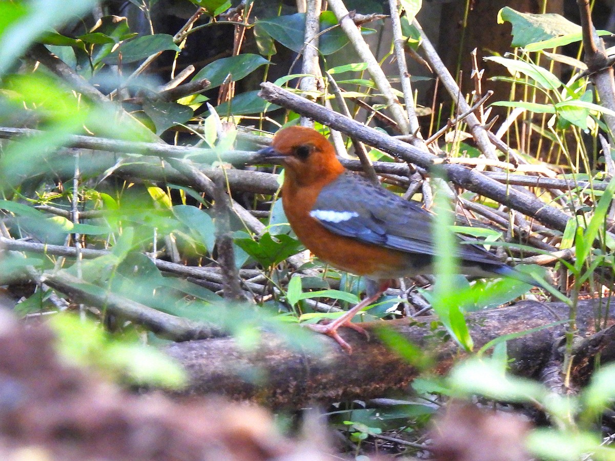 Orange-headed Thrush - ML644588054