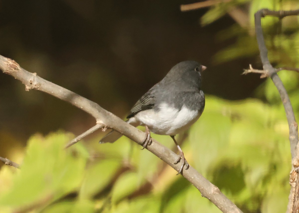 Dark-eyed Junco - ML644588057