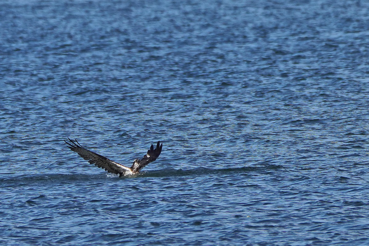 Osprey - ML644588058