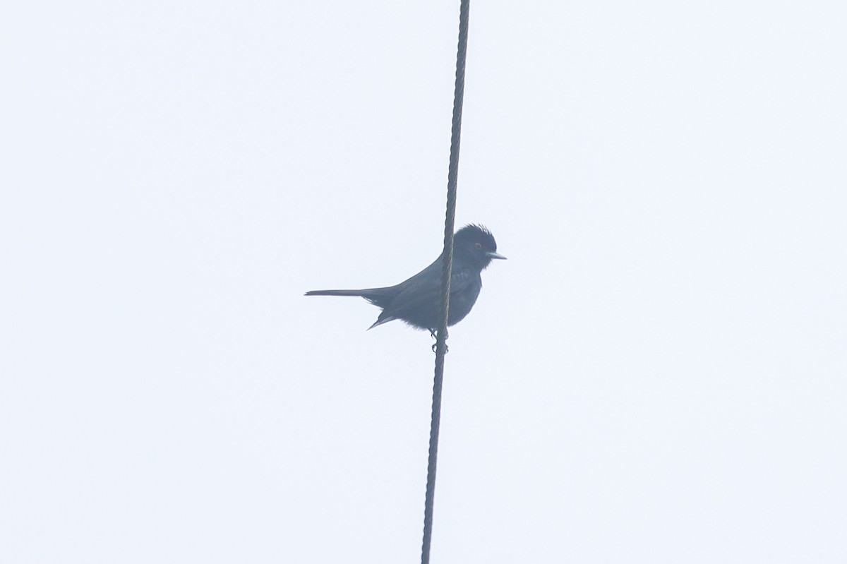 Blue-billed Black-Tyrant - ML644588060