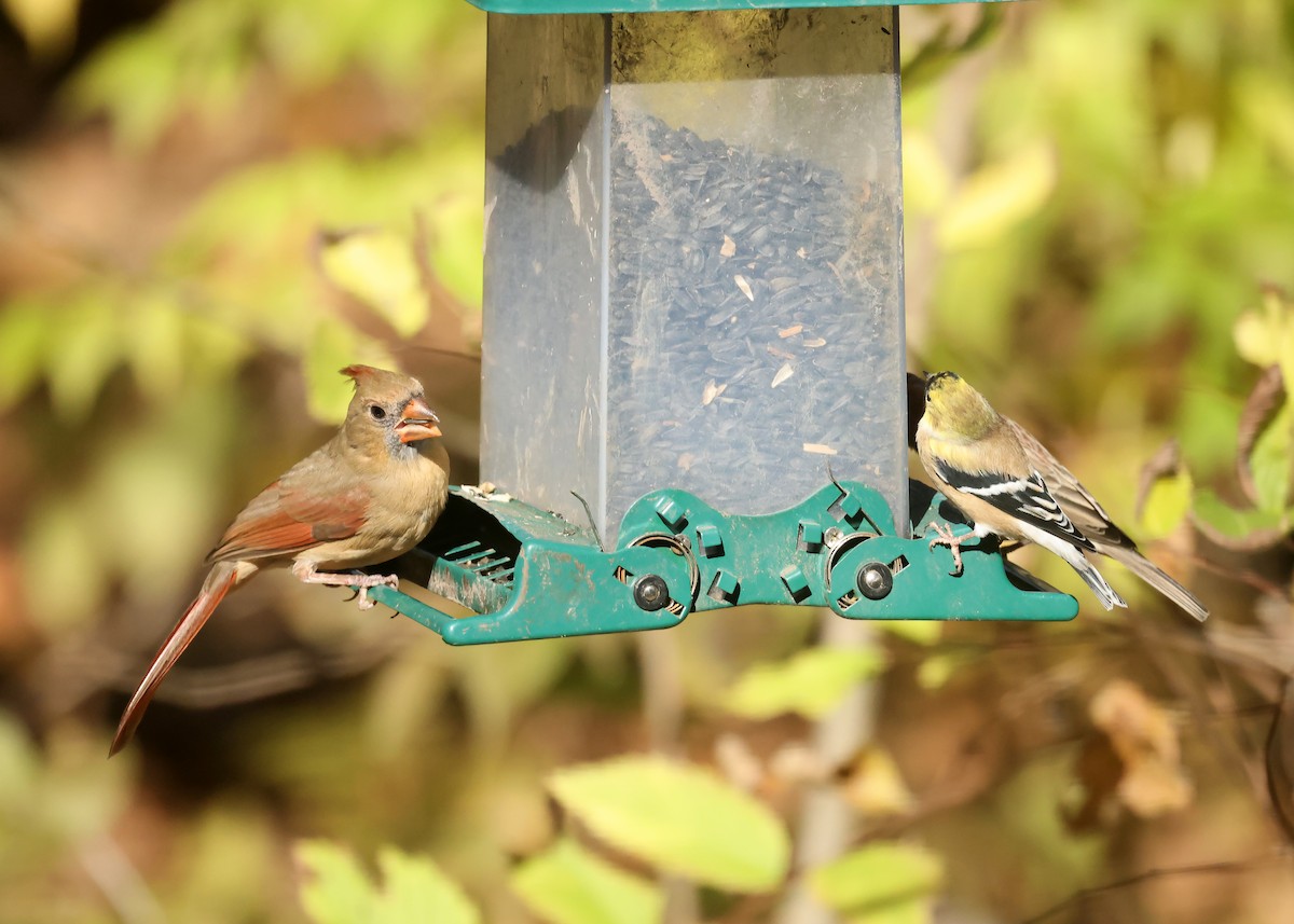 Northern Cardinal - ML644588061