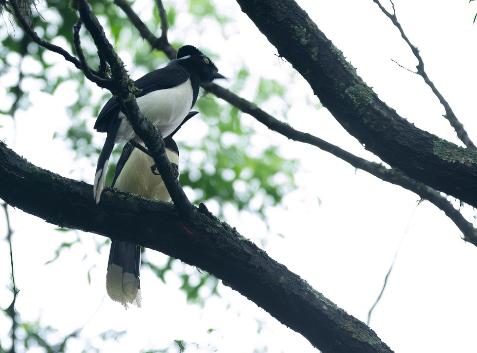 White-naped Jay - ML644588064