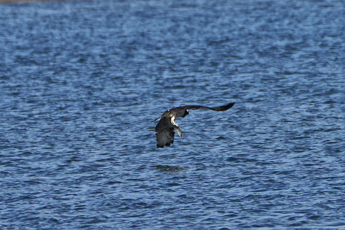 Скопа - ML644588065