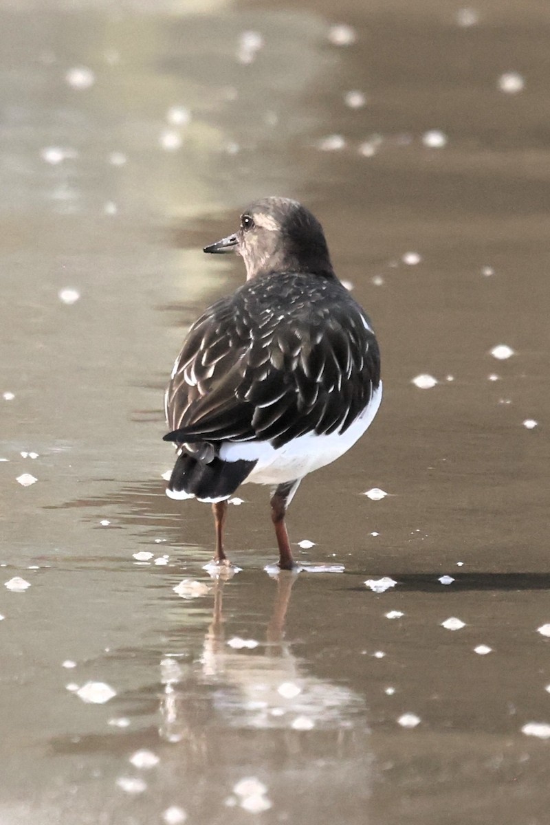 Black Turnstone - ML644588066