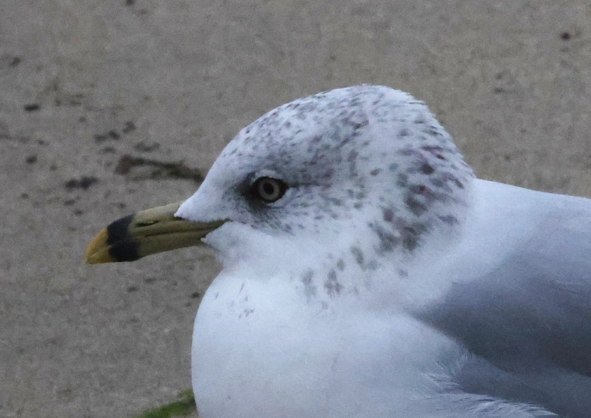 Gaviota de Delaware - ML644588067