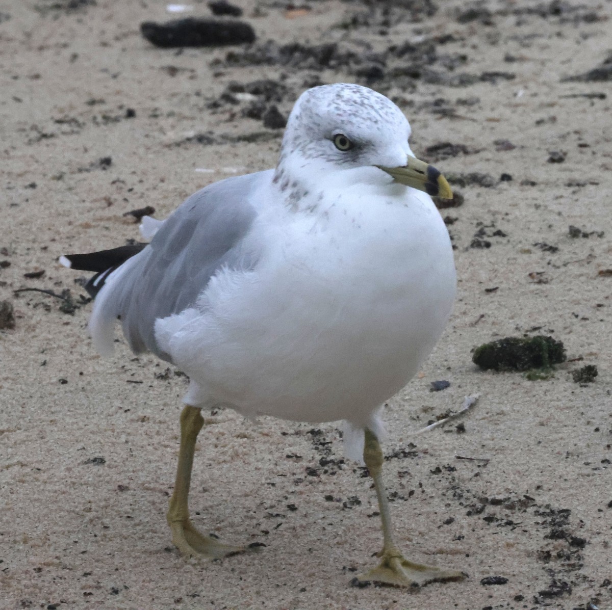 Gaviota de Delaware - ML644588068