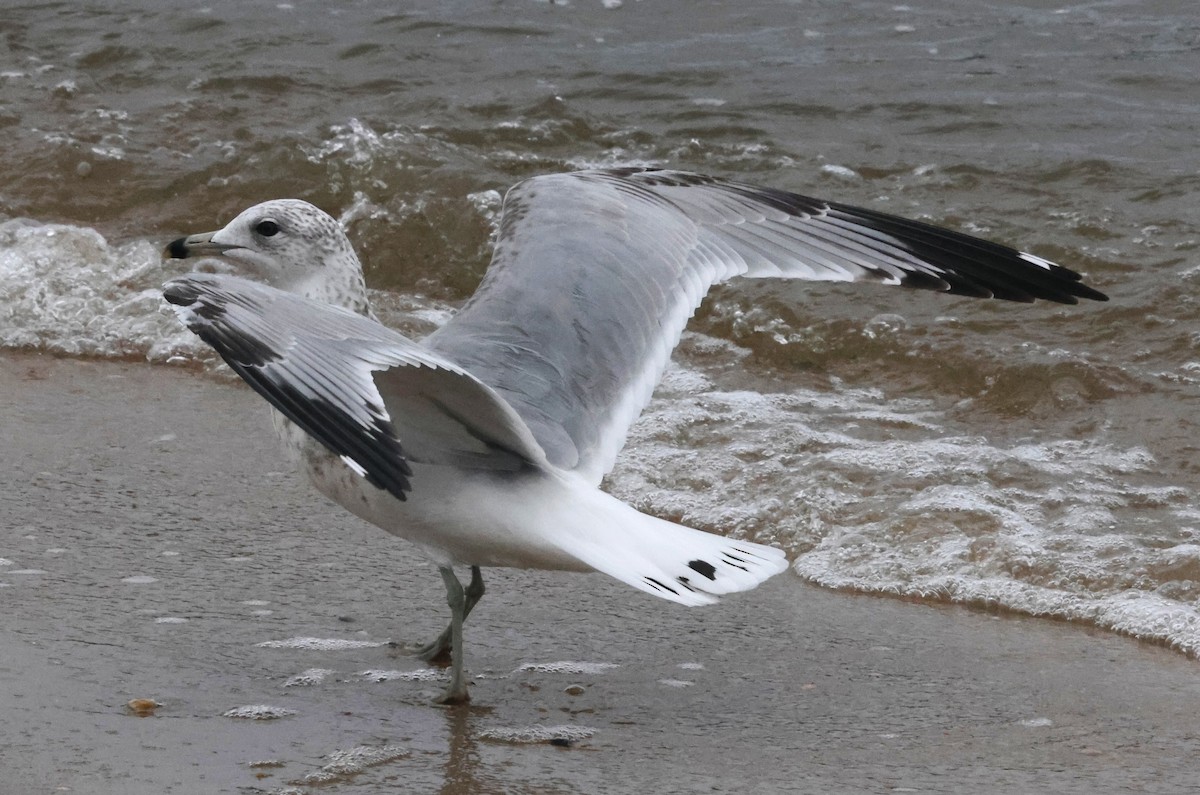 Gaviota de Delaware - ML644588069