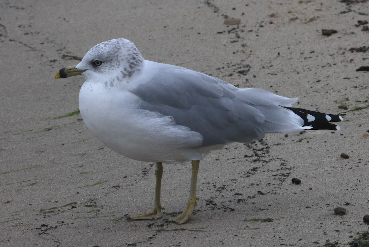 Gaviota de Delaware - ML644588070